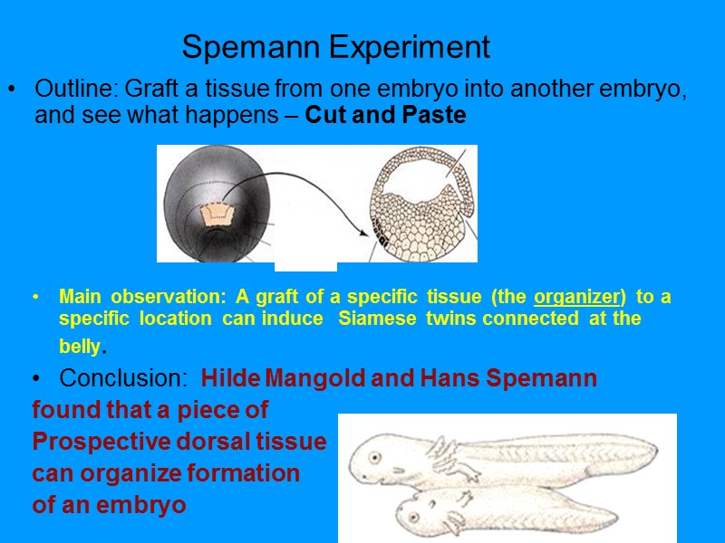 Spemann Experiment Outline: Graft a tissue from one embryo into another embryo, and Spemann Experiment Outline: Graft a tissue from one embryo into another embryo, and